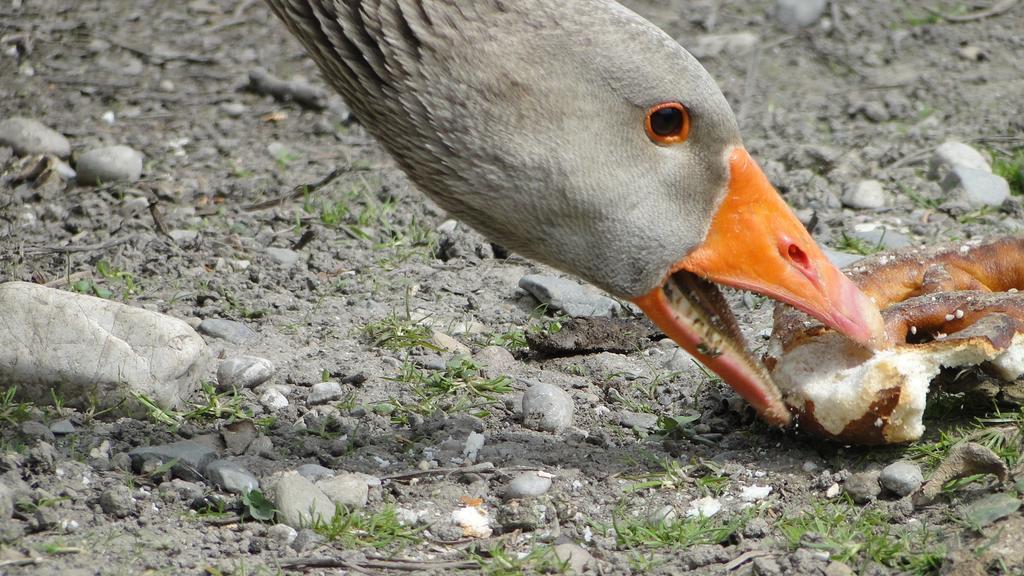 Zaisslhaeusl Hof Ferienwohnungen Übersee Kültér fotó