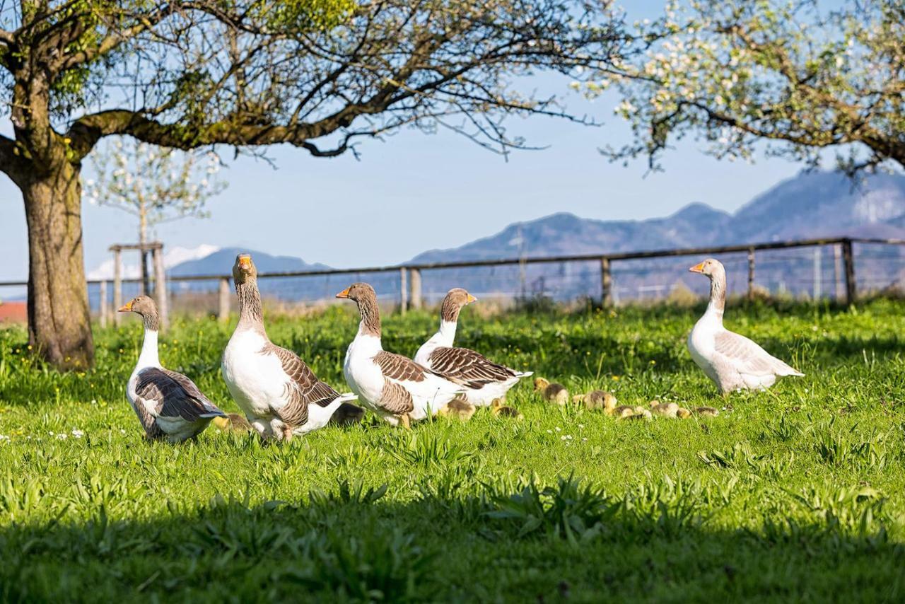 Zaisslhaeusl Hof Ferienwohnungen Übersee Kültér fotó